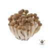 Brown Shimeji Mushroom