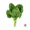 China Spinach