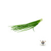 Chives (Malaysia-Thailand)