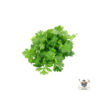 Coriander