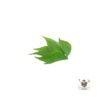 Curry Leaf