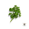 English Parsley
