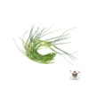 Garlic Shoots