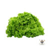 Green Coral Lettuce