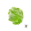 Iceberg Lettuce