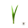 Pandan Leaf