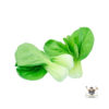 Shanghai Green