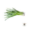 Spring Onion