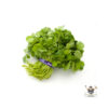 Watercress