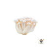 shimeji mushroom - White
